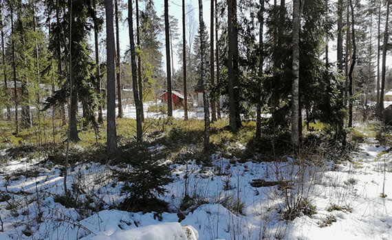 Punainen talo metsäisellä Takapalttan tontilla